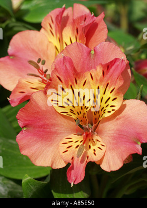 Peruanischen Lilien Alstroemeria sp Stockfoto