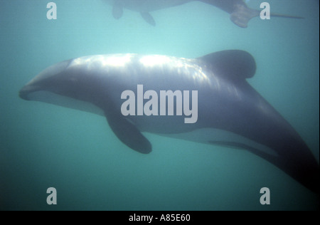 Hectors Dolphin Akaroa Harbour Banks Peninsula Canterbury Südinsel Neuseeland Stockfoto