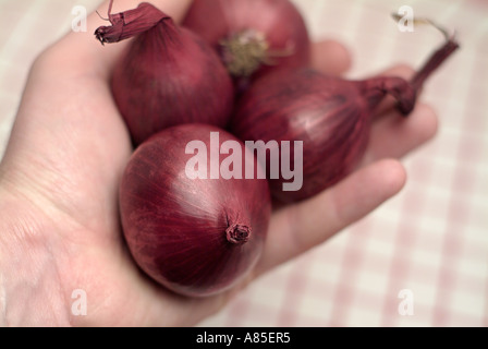 Gemüse in der Nähe von eine Hand mit vier italienischen roten Zwiebeln Stockfoto