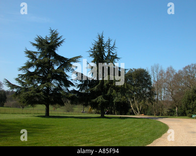 Zwei Nadelbäume Stockfoto