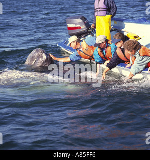 Ein Grauwal mit Baby-Flächen in der Nähe von Besucher in einem kleinen Boot auf San Ignacio Lagune Baja California Sur, Mexiko Stockfoto