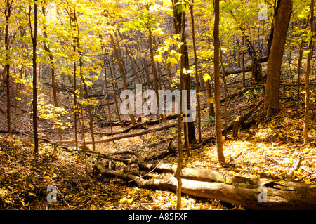 Herbstlaub am Richard T Anderson Conservation Area, Eden Prairie, MN Stockfoto