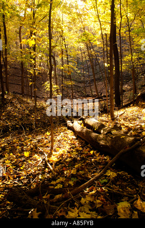 Herbstlaub am Richard T Anderson Conservation Area, Eden Prairie, MN Stockfoto