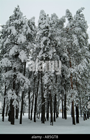 Schneebedeckte Tannen Stockfoto