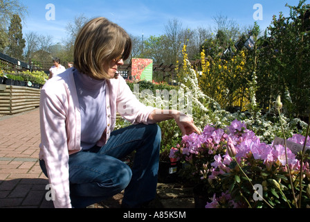 Frau, die Auswahl einer Azalee in einem Gartencenter London Ostern Wochenende Kim Paumier Stockfoto