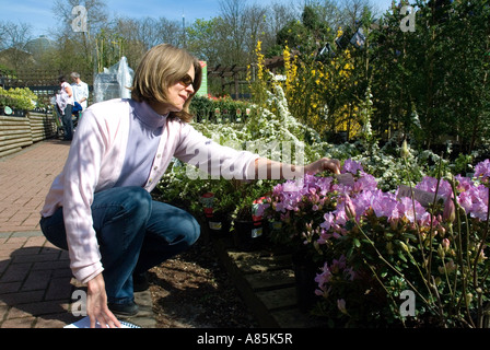 Frau, die Auswahl einer Azalee in einem Gartencenter London Ostern Wochenende Kim Paumier Stockfoto