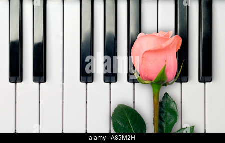 ROSE BLÜTE AUF TASTATUR KLAVIER ROMANTIK Stockfoto