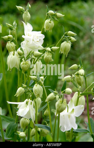 Aquilegia Vulgaris Alba Ende April Stockfoto