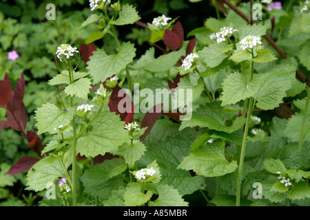 Jack von der Hecke oder Knoblauchsrauke Alliaria Petiolata stößt sich durch die neuen Triebe der Cotinus Gnade Stockfoto