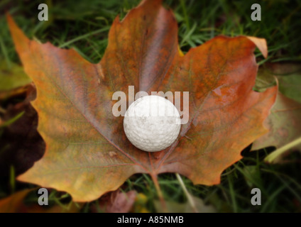 Golfball auf Blatt Stockfoto