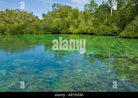 Üppige grüne Mangroven Wald und Kalkstein Küstenlinie von Gam Insel, Raja Ampat, Indonesien. Stockfoto
