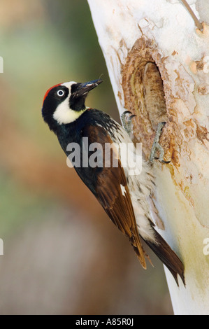 Eichel Spechte Melanerpes Formicivorus männlichen bei Verschachtelung Hohlraum in Ahorn Baum Madera Canyon Arizona USA Mai 2005 Stockfoto