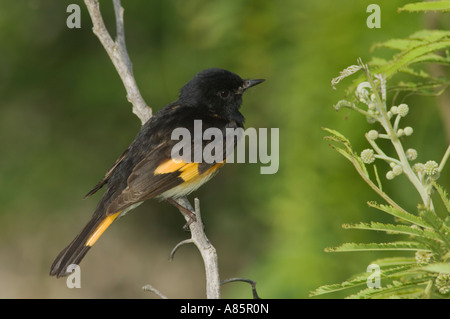 Amerikanische Redstart Setophaga Ruticilla männlichen South Padre Island Texas USA Mai 2005 Stockfoto