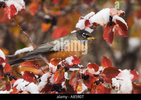 American Robin Turdus Migratorius Mann in schwarz Weißdorn Fallcolors Schnee Grand Teton NP Wyoming Stockfoto