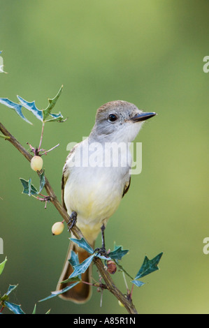 Asche-throated Flycatcher, Myiarchus Cinerascens Erwachsene auf Agarita Berberis Trifoliolata Hill Country Texas Stockfoto