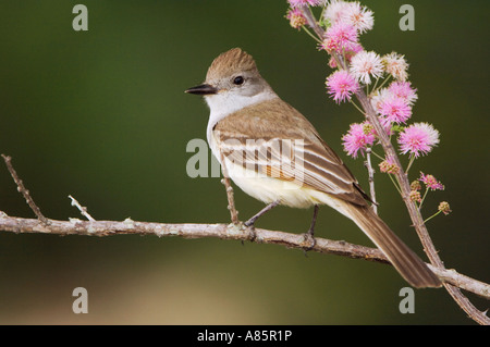 Asche-throated Flycatcher, Myiarchus Cinerascens Erwachsene Uvalde County Texas Hill Country USA April 2006 Stockfoto