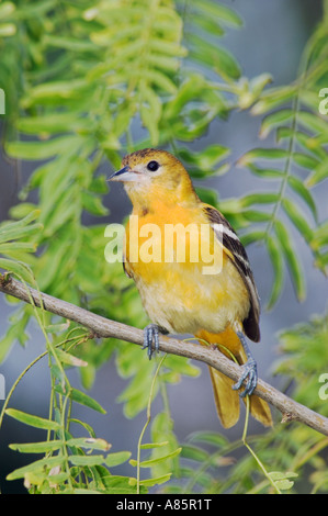 Baltimore Oriole Ikterus Galbula weibliche South Padre Island Texas USA Mai 2005 Stockfoto