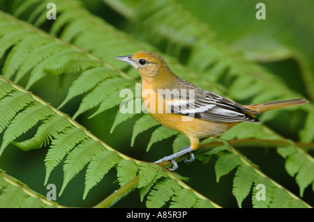 Baltimore Oriole Ikterus Galbula weibliche thront auf Baumfarn Zentraltal Costa Rica Mittelamerika Dezember 2006 Stockfoto