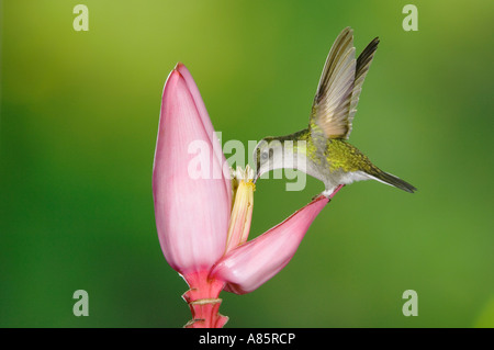 Schwarzbäuchigen Kolibri Eupherusa Nigriventris weibliche Fütterung auf ornamentalen Bananenpflanze Blume Costa Rica Stockfoto