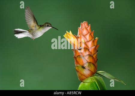 Schwarzbäuchigen Kolibri Eupherusa Nigriventris Weibchen im Flug Fütterung an Spiral Ginger Zentraltal Costa Rica Stockfoto