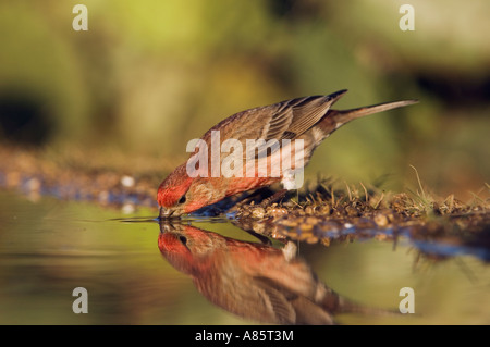 Haus Fink Carpodacus Mexicanus männlich trinken Uvalde County Hill Country, Texas USA April 2006 Stockfoto