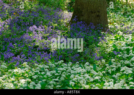 wilder Knoblauch und Glockenblumen, Norfolk, england Stockfoto