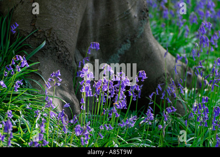Baumstamm und Glockenblumen im Wald Stockfoto
