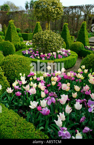 Tulpen im formalen Garten, Norfolk, england Stockfoto