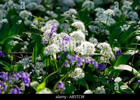 wilder Knoblauch und Glockenblumen, Norfolk, england Stockfoto