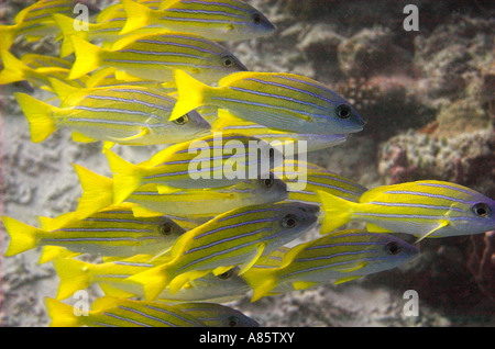 Eine Schule der gelben Snapper Fische. Stockfoto