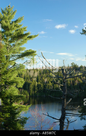 Einsamen Weymouthskiefer gegen blauen Himmel in borealen Wald der östlichen Kanada New Brunswick Kanada mit einer toten Kiefer daneben Stockfoto