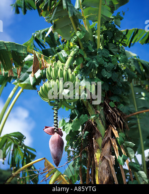 Bananen wachsen am Baum mit Blütenstand, Guadeloupe, Französisch-Westindien Stockfoto