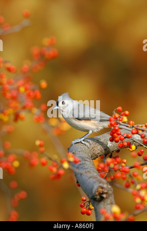 Tufted Meise in bittersüßen vertikal Stockfoto