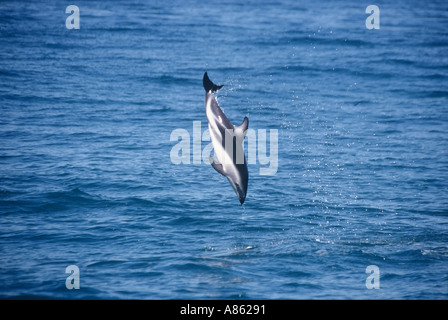 Dusky Dolphin Kaikoura Neuseeland Südinsel Stockfoto