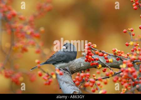 Dunkel-gemustertes Junco in Bittersweet Stockfoto