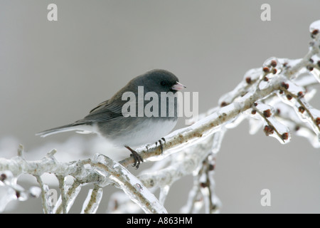 Dunkel-gemustertes Junco auf eisigen Elm Tree Branch Stockfoto
