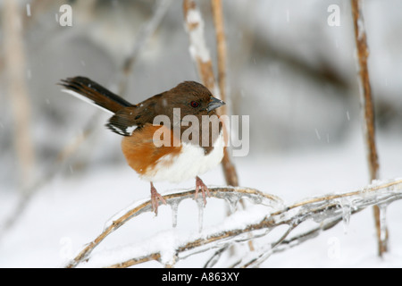 Weibliche östliche Towhee im Schnee Stockfoto