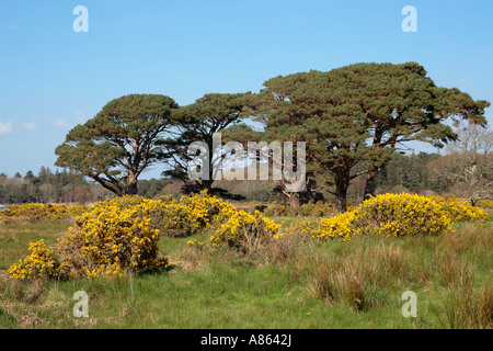 Stechginster und Bäume im Killarney National Park im County Kerry im Westen Irlands Stockfoto