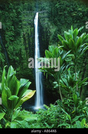 Akaka Wasserfälle auf Big Island von Hawaii Stockfoto
