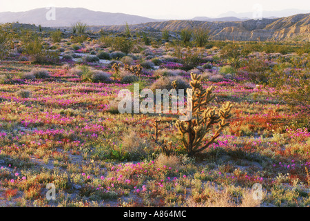 Anza-Borrego Wüste landschaftlich im Frühjahr mit Teddybär Kaktus, Cholla und Sandverbenas in Blüte Stockfoto
