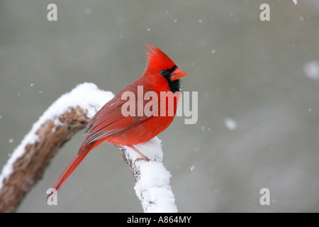 Männliche nördlichen Kardinal auf verschneiten Weinrebe Stockfoto