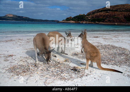 Westliche graue Kängurus Macropus Fuliginosus am Strand von Lucky Bay Stockfoto