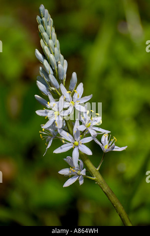 Wild-Hyazinthe Wildblumen Stockfoto