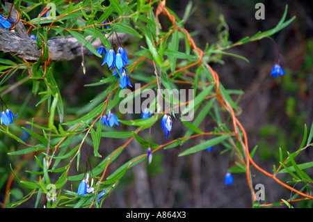 Blaue Glocken von Sollya sp eine rankende native westaustralische Pflanzen Stockfoto