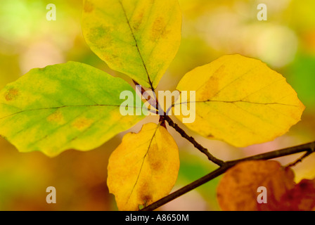 Eine starke und grafische enge Up der schönen Herbst Blätter hängen aus einem Zweig im England im hellen Licht Herbst geschossen Stockfoto