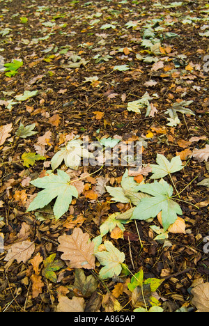 Eine Vielzahl von englischen natürlichen Wald Blätter in herrlichen Herbstfärbung liegen auf dem Boden in der Nähe schossen in Cumbria gefallenen Stockfoto