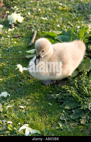England, London, UK, United Kingdom, Great Britain, Hydepark Stockfoto