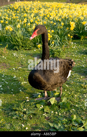 England, London, UK, Deutschland, Großbritannien, Hyde Park, Cygnus olor, schwarz, Schwan, Stockfoto