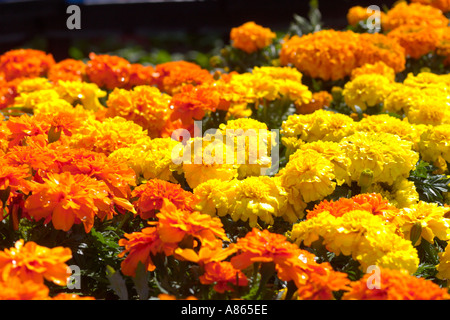 Afrikanische Ringelblumen Stockfoto