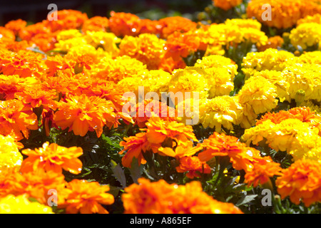 Afrikanische Ringelblumen Stockfoto